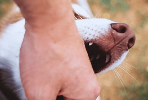I'm A Vet: Here's Why Your Dog Holds Your Arm In His Mouth