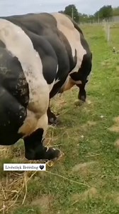 11K views · 124 reactions | Blanc bleu belge culard  #Blanc_Bleu_Belge #limousin #Hereford #blondedaquitaine #charolais #aubrac #angus #partenaire Lîvëstôçk Brêëdîng تربية الماشية | Lîvëstôçk Brêëdîng تربية الماشية | Facebook