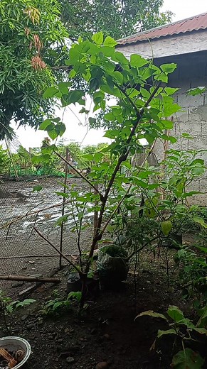 📵 "Turn off world. Turn on peace." 🧘‍♀️ The world: ingay, pressure, deadlines! Me: wait lang, mute ko muna utak ko 5 minutes.☺️ Tahimik doesn't mean wala akong pake. It just means… naglo-loading ako ng energy bago ko harapin ulit lahat.🤐 You can too. A little silence today might save you from a mini breakdown tomorrow. 🌙 A quiet moment is not a waste of time, it's a reset button for the heart. ✨ Hindi mo kailangang lutasin lahat ngayon. Sometimes, the best move is to sit in silence and let y