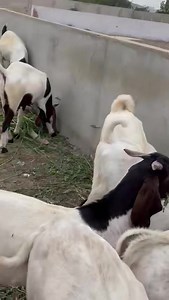 8.3K views · 68 reactions | Nasir jump, main korangi road Service road plot, opposite shell pump/ lucknow society Contact: 03471265627 | Cow Mandi ( Bakra Eid in pakistan ) | Facebook