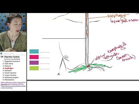 Digestive system 4- Esophagus