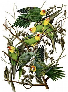 Carolina parakeet - Alchetron, The Free Social Encyclopedia