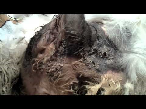 Maggots in open wound