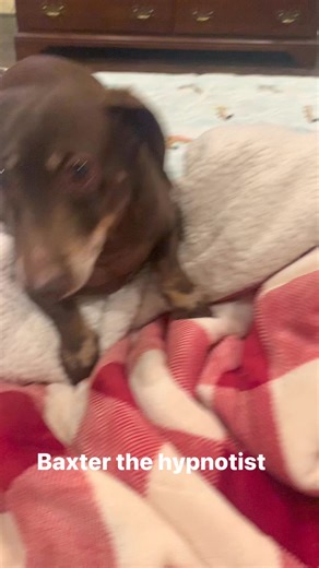 Baxter wants a summer job as a hypnotist! | The DACH Sons