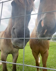 42K views · 3.9K reactions | Emo boy gets jealous | Shirtless Jake's Homestead | Facebook