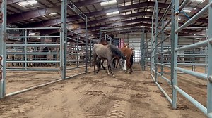 BLM Wild Horse & Burro Program on Reels