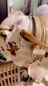 139K views · 1.7K reactions | Abdullah ko batao koi 藍 | Baba Goat & Cattle Farm | Facebook