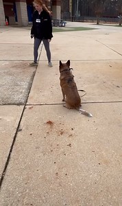 2.6K views · 243 reactions | Elvis the Cattle Dog being the best boy on his field trip with friends Rip & Sullivan! | Sit Means Sit Atlanta | Facebook