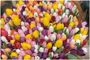 33K views · 167 reactions | Aranjamente florale impresionante de Ziua femeii | Observator | Facebook