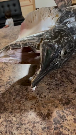 Trophy northern pike for display at the cabin #northernpike #fish #fishing #hobby #crafts | Crafty Flavor