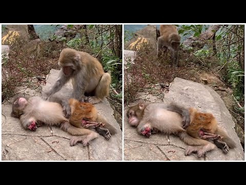 Omg! So pity baby monkey broken arm and leg 😢so hurt.