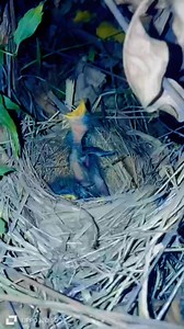 18 reactions | Himalayan Bulbul Chicks... #birds #birdslover #birdsphotography #birdswatchig | Mohd Mubark Chougatta | Facebook