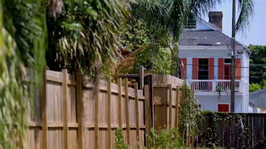 Afternoon ambush | Homicide Squad New Orleans