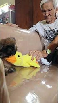 ICHIKO - 4mos old shistzu, playtime with her lolo.