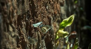 Un troupeau de papillons Pieridae est : vidéo de stock (100 % libre de droit) 13841009 | Shutterstock