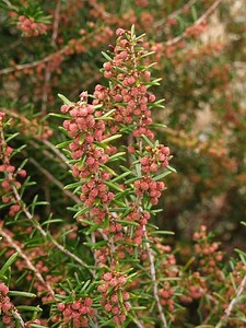 Erica scoparia - Alchetron, The Free Social Encyclopedia