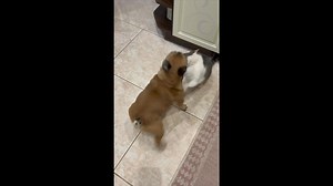 3.9K views · 27 reactions | Trudne relacje Yody z Kocurkiem albo idzie wiosna  #smiesznezwierzaki #stubben #ksjzagozd #eggersmann | Katarzyna Milczarek | Facebook