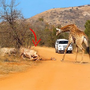 Giraffe Tries Saving her Calf From Hunting Lions | Ruby Life