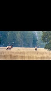 Jackson Hole EcoTour Adventures on Reels