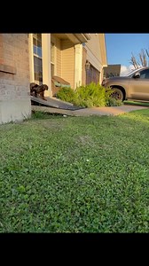 2.5K views · 177 reactions | Max check #cockapoo #puppy #training #boyandhisdog | RAE | Facebook