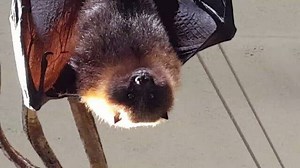 1.4K views · 51 reactions | Batman'...yesterday evening Rodrigues flying fox (Pteropus rodricensis) Exotenhaus/Zoo Karlsruhe #exotenhauskarlsruhe #zookarlsruhe | Oliver Knott | Facebook