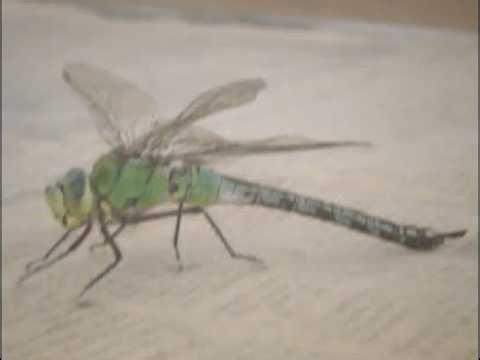 libellule