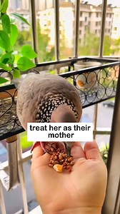 7K views · 148 reactions | Turtle dove care | Perfect Movie | Facebook