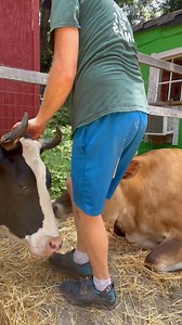 1.1K views · 1.3K reactions | Cows love affection and attention more...