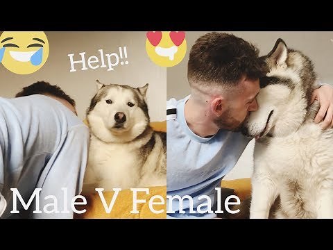 Kissing my Dogs too many times!!... [PRANK] [MALE V FEMALE]