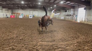 Better Late then Never. Top Results for the CMBH Get in the Game Production Bucking Horse Sale April 9, 2023. Proven Horses $32000 - #- 61 Young Blood owned by Tom Bingham Ranch purchased by Legacy Pro Rodeo (Pat Witham), Oregon. $30000 - #28 Hutterite (Video) owned by Incredi-Bull Rodeos (Parker Cardinal) sold to Legacy Pro Rodeo (Pat Witham), Oregon. $24000 - #292 BlackBerry owned by Incredi-Bull Rodeos (Dwayne Bull) purchased by Legacy Pro Rodeo (Pat Witham), Oregon $15000 - #820 Bed Bugs own