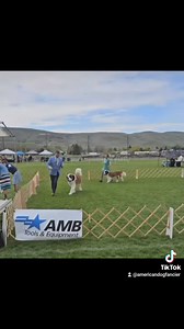 MBIS MBISS GCHS Kris’s Kountry Three Card Monte v Northstar #1 SAINT BERNARD (ALL SYSTEMS) MULTI BEST IN SHOW MULTIPLE BEST IN SPECIALTY SHOW | American Dog Fancier | Facebook