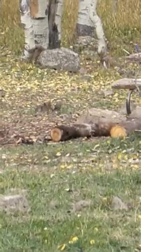 Campers Harassed by Kannah Creek Bigfoot near Carson Lake #sasquatch #bigfoot | Rocky Mountain Sasquatch Organization