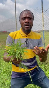 494K views · 10K reactions | Amazing CURE for HEPATITIS B & Premature Ejaculation. | Secrets of Health | Facebook