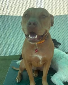 Playing with Pixar!! | Summit Pet Care