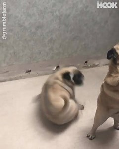 This pug is very excited to be getting adopted 😂🐶 | The Hook