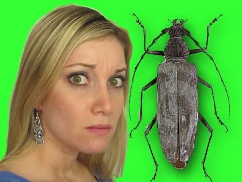 BUGGING MY GIRLFRIEND - PRANKVSPRANK