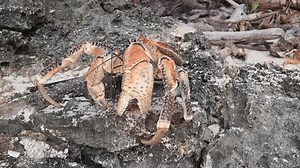 Coconut Crab On Christmas Island Australian Stock Footage Video (100% Royalty-free) 3437059887 | Shutterstock