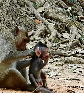 1.9K views · 33 reactions | OH No fill finger to reduce hungriness when foster hold its tail most. | Wild Monkey Zone | Facebook