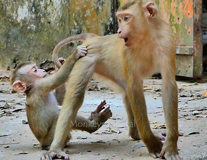 91K views · 976 reactions | Ohh my God ! newborn Leo wrong_ check nursing untiI Amanda atta(ck) bi(te) cr(ying) sie(zures) terrible scream call help by terrible hur(t) & difficuIt #MonkeysSurvival | Monkeys Survival | Facebook