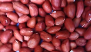 Peanuts Processing : vidéo de stock (100 % libre de droit) 7422232 | Shutterstock