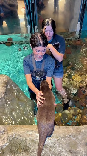 Nade con nutrias 🦦 @Jungle Reef en El Paso Tx una experiencia increíble #nutrias #chisme #vlog #travel