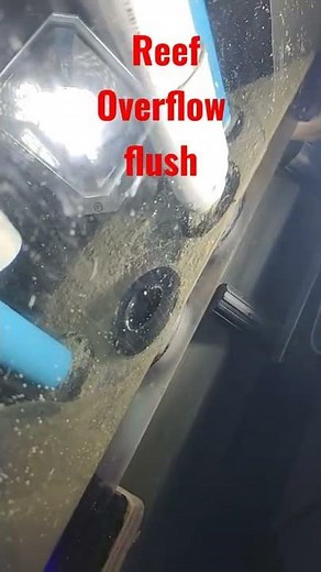 how to flush reef overflow aquarium tricks saltwater reefing