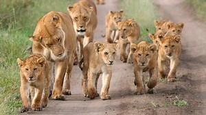 41 reactions · 23 shares | WHAT ARE YOU WAITING FOR? | Africa Dream Safaris | Facebook