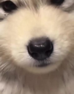 6.3K views · 400 reactions | Huskies are angry  | Husky Overload | Facebook