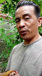 #followformore mga kulay na kayang talunin sa kontrapelo Ng Isang manok panabong na mayahin 👍 | Roger Croc