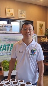 Using KISS Nutrient Solution and Katanim Chelated Iron in hydroponics lettuce transplanting offers several benefits: Solution: Comprehensive Nutrition: KISS (Keep It Simple, Success) nutrient solutions are formulated to provide all essential macro and micronutrients needed for plant growth, ensuring that lettuce plants receive balanced nutrition. Ease of Use: The KISS approach simplifies nutrient management, reducing the complexity involved in mixing and adjusting different nutrient solutions. T