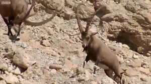 Ibex Fight ! شەڕی نێوان بزنە کیویە نێرەکان | سروشت nature