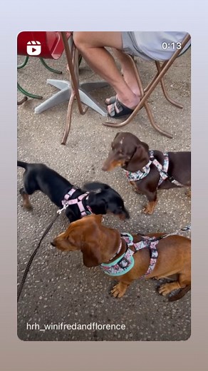 Spoil your furry family members at the Fat Frog! We have pooch menu, which include things such as a Healthy Hound (mince & grated veggie meatballs) and Raffie’s Delight (vanilla ice cream and liver chips). Click here to access our menu: bit.ly/fatfrogmenu Which one is your pup's favourite? | Fat Frog Beach Cafe