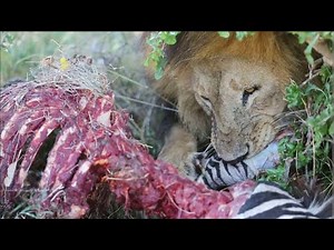 Lion Eating Zebra
