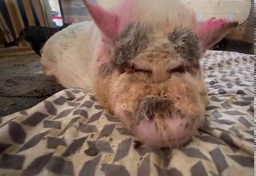 4.7K views · 544 reactions | Wednesday PNN (piggy night night) with Hamilton. 珞 Cameo appearance by Tucker. The pink stuff on Hamilton‘s ears is swat fly repellent. ￼ | Frog Song Farm Sanctuary | Facebook